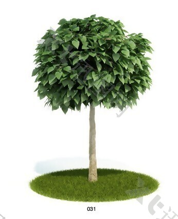 笔直树模型