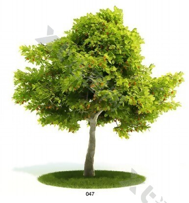 乔木绿色植物模型