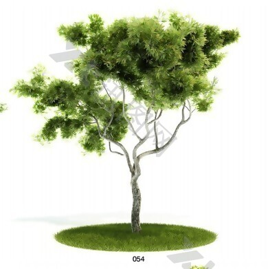 常绿植物模型