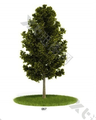 绿植乔木模型
