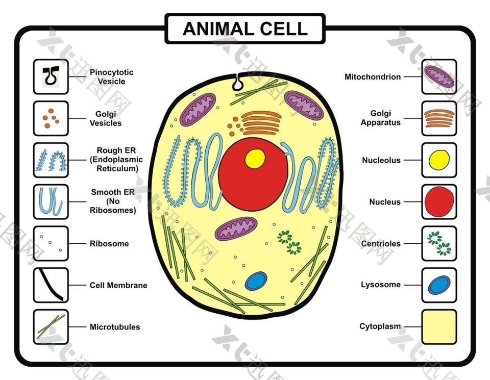 动物细胞结构矢量素材