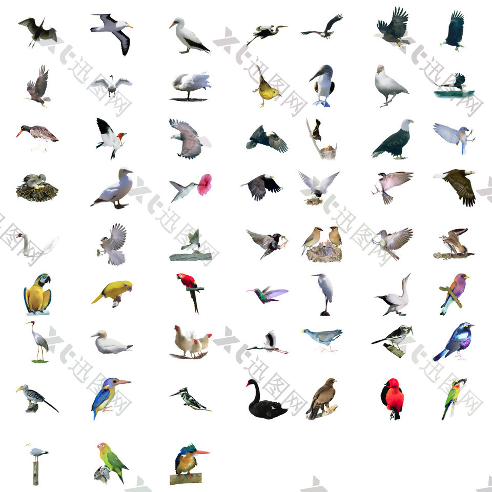 鸟类生物集合图案
