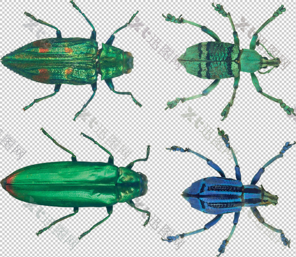 各种甲虫免抠png透明图层素材