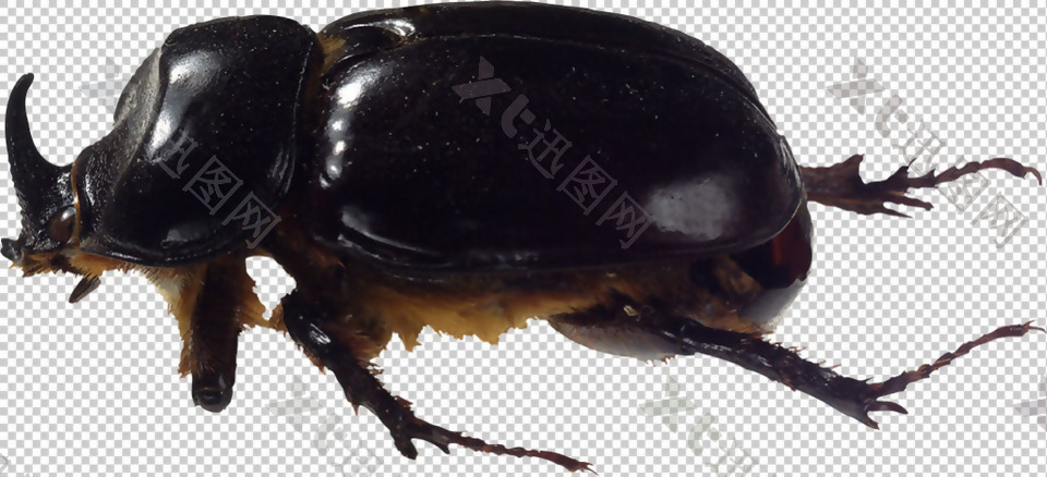 甲虫图片免抠png透明图层素材