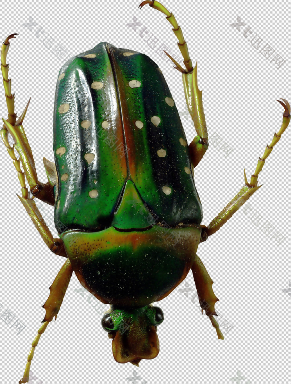 绿色昆虫图片免抠png透明图层素材