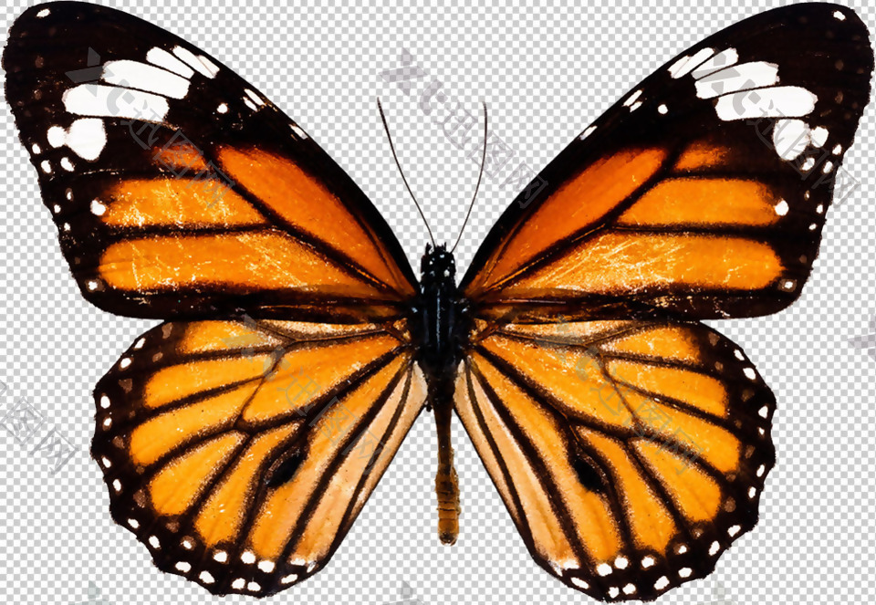 蝴蝶标本免抠png透明图层素材