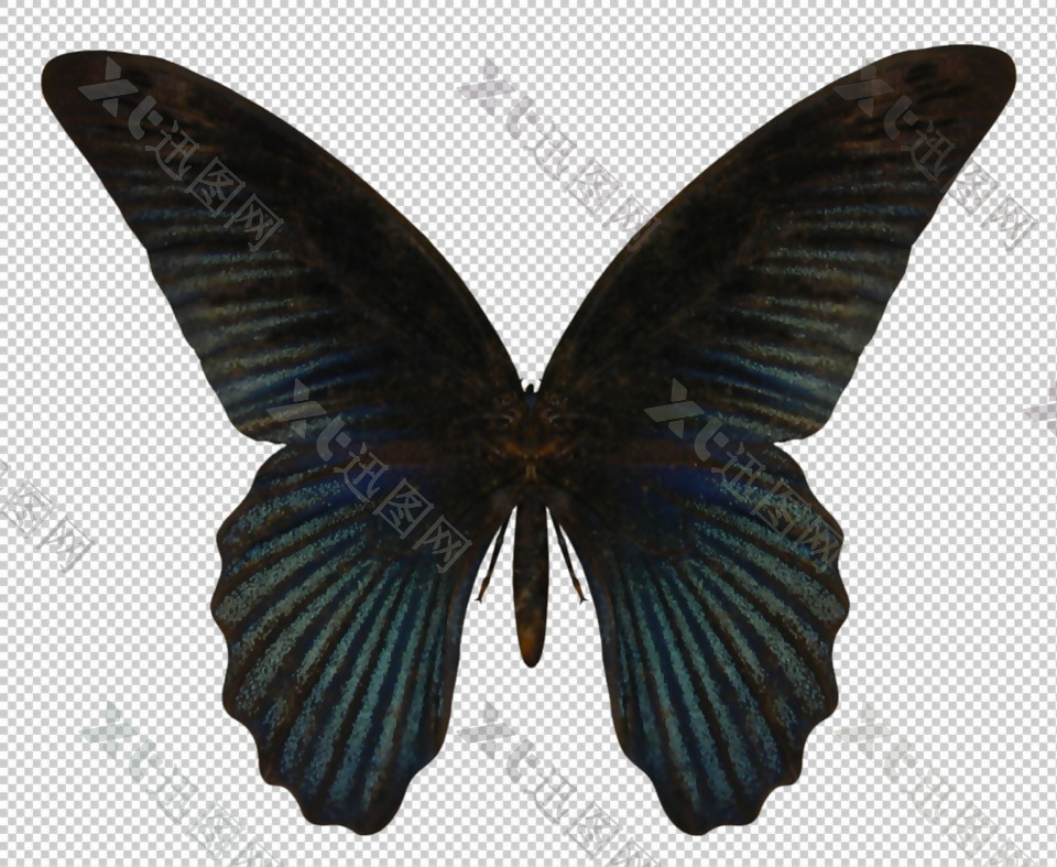 深色的蝴蝶免抠png透明图层素材