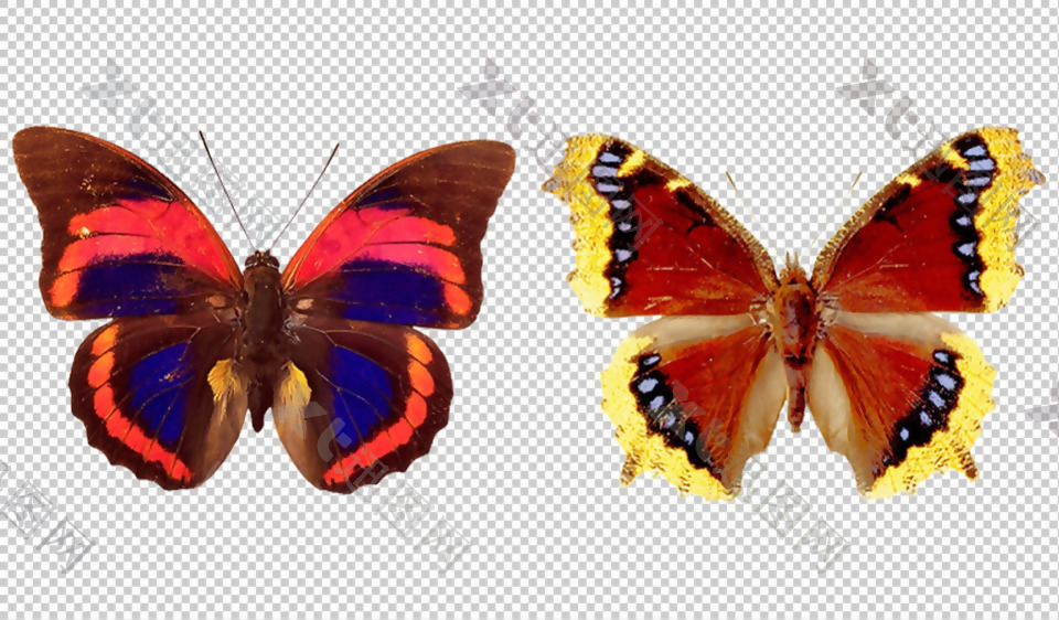 彩色漂亮蝴蝶免抠png透明图层素材