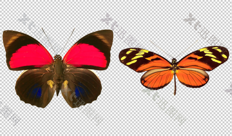 两只彩色蝴蝶免抠png透明图层素材