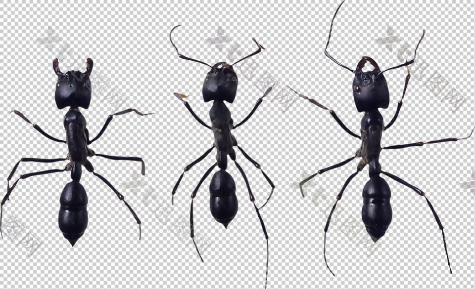 三只蚂蚁免抠png透明图层素材