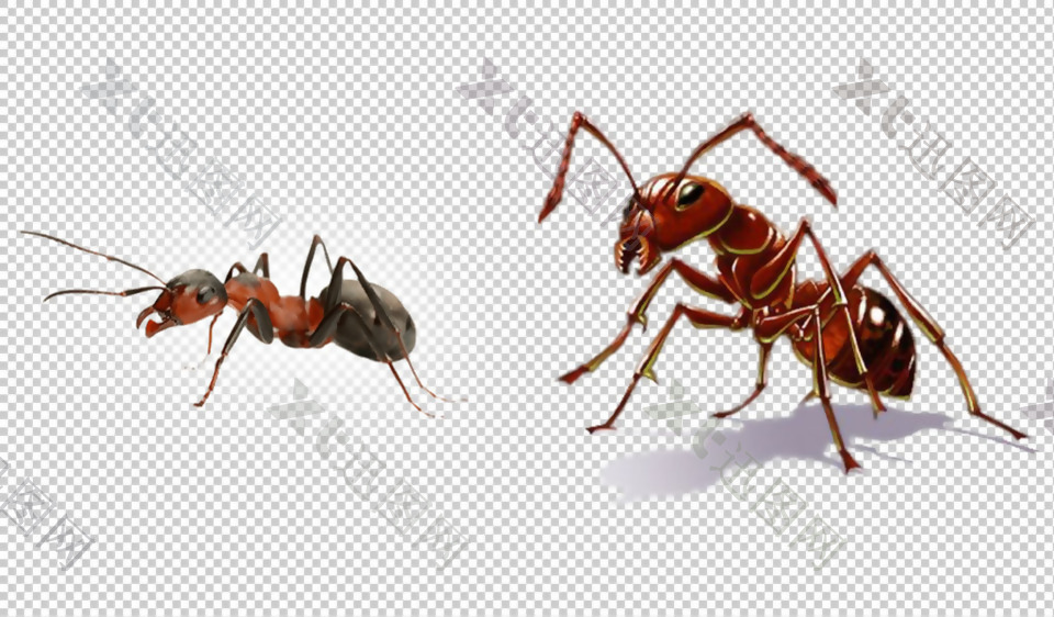两只红蚂蚁免抠png透明图层素材