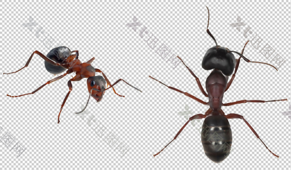 两只黑蚂蚁免抠png透明图层素材