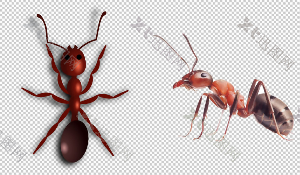 红色蚂蚁免抠png透明图层素材