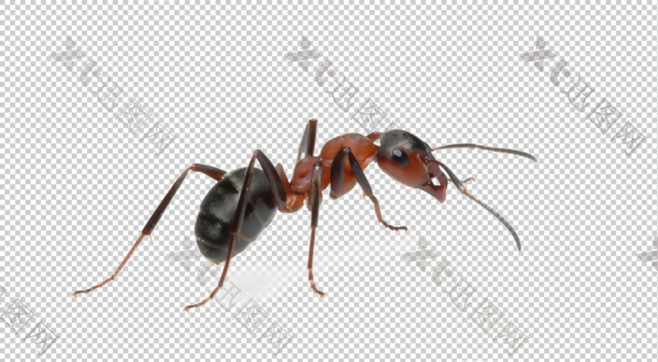 大蚂蚁免抠png透明图层素材