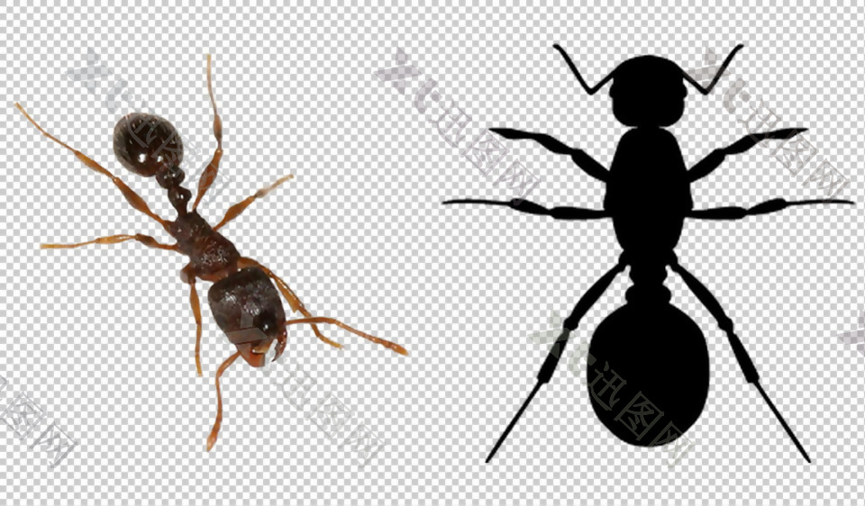 两只蚂蚁免抠png透明图层素材
