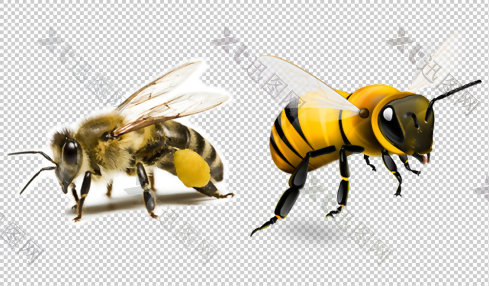 蜜蜂高清大图免抠png透明图层素材