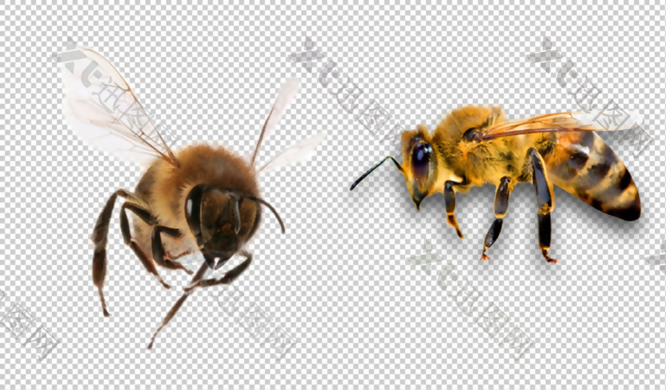 蜜蜂图片免抠png透明图层素材