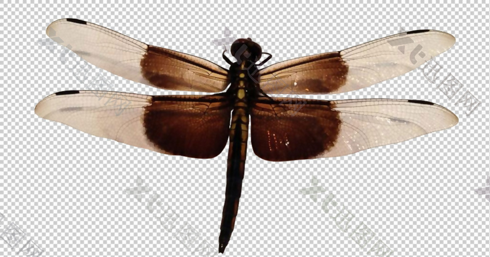 棕色蜻蜓免抠png透明图层素材