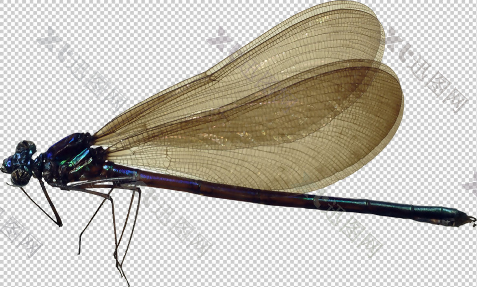 小蜻蜓免抠png透明图层素材