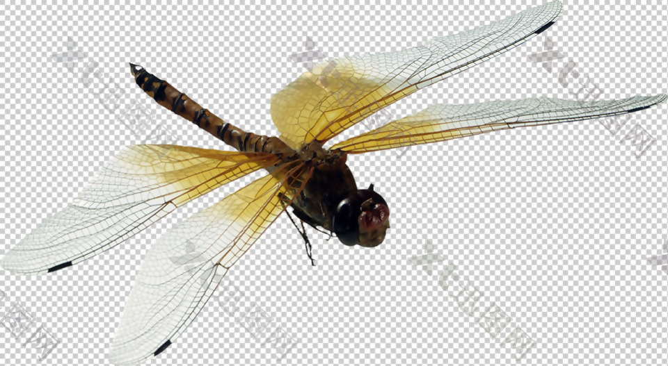 蜻蜓卡通图片免抠png透明图层素材