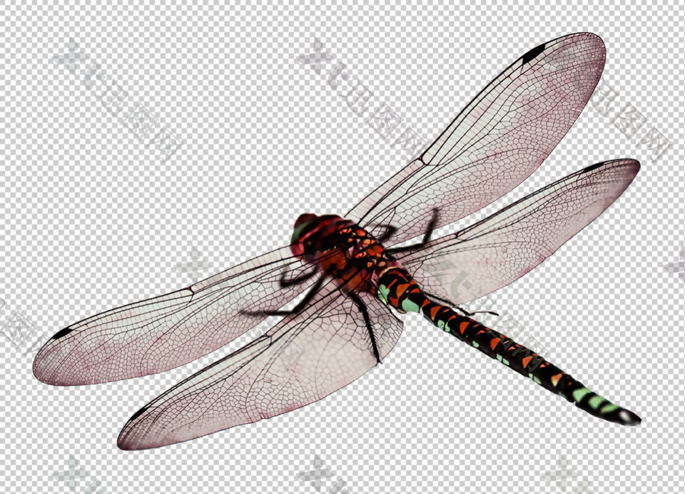 蜻蜓图案免抠png透明图层素材