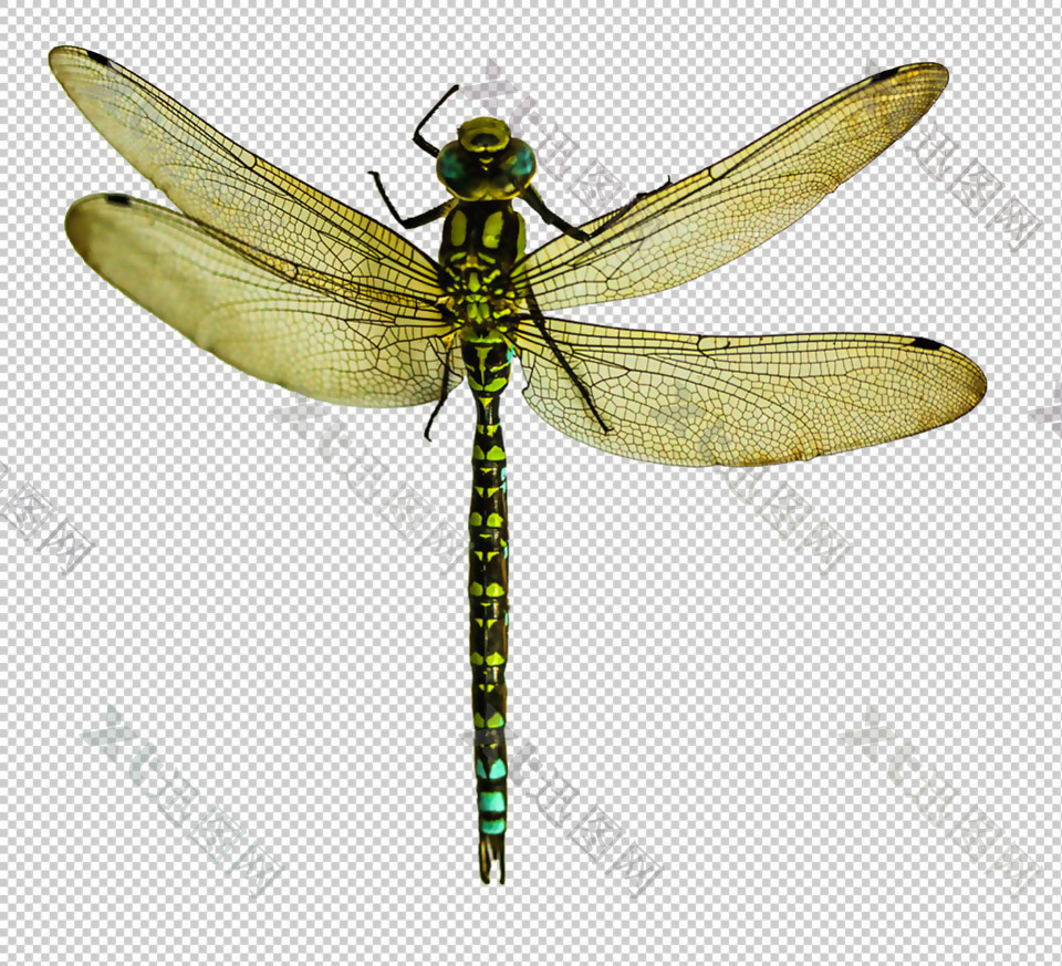 蜻蜓纹身图案免抠png透明图层素材