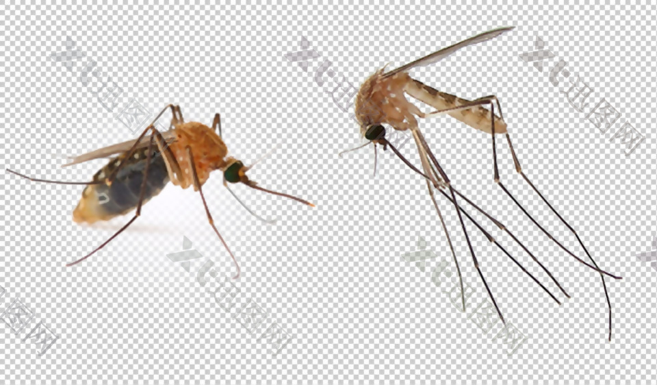 巨型蚊子免抠png透明图层素材