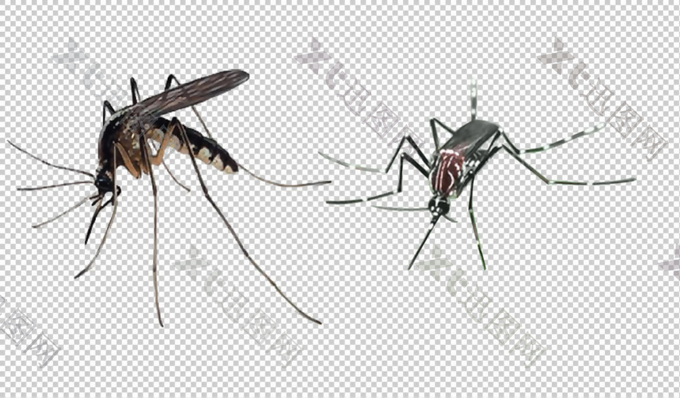 蚊子放大图片免抠png透明图层素材