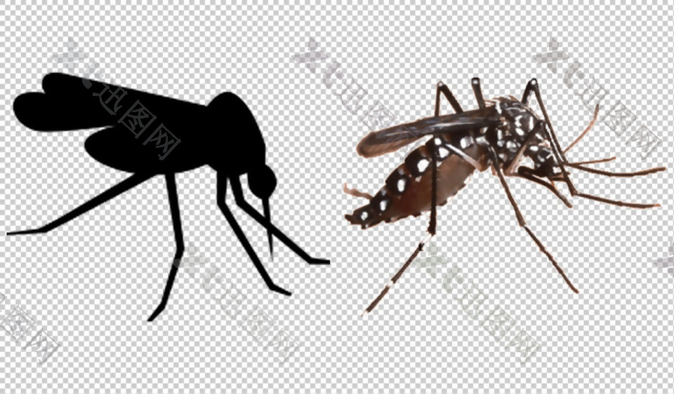 牛蚊子图片免抠png透明图层素材