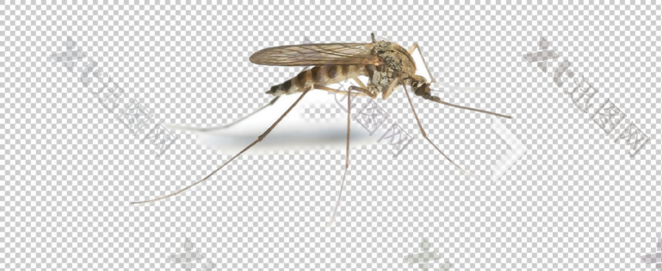 一只蚊子图片免抠png透明图层素材