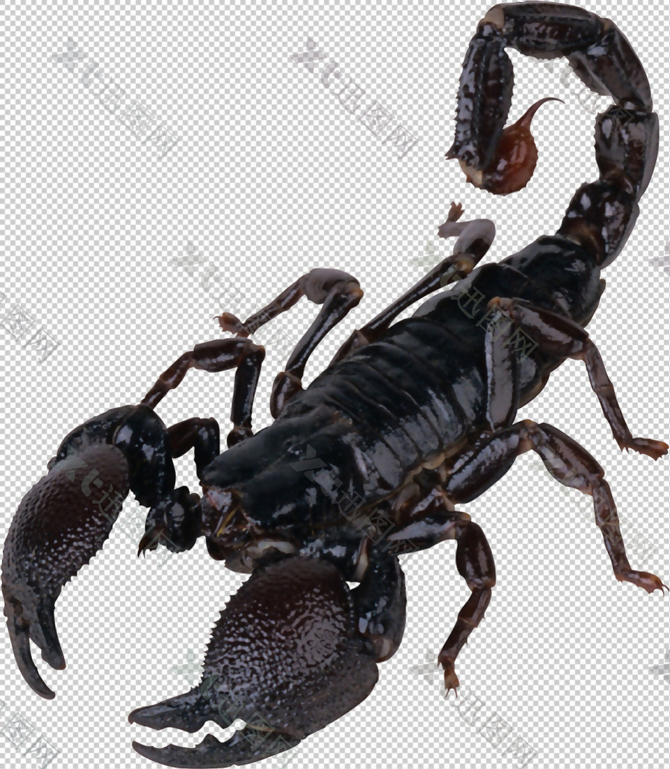 蝎子图片免抠png透明图层素材