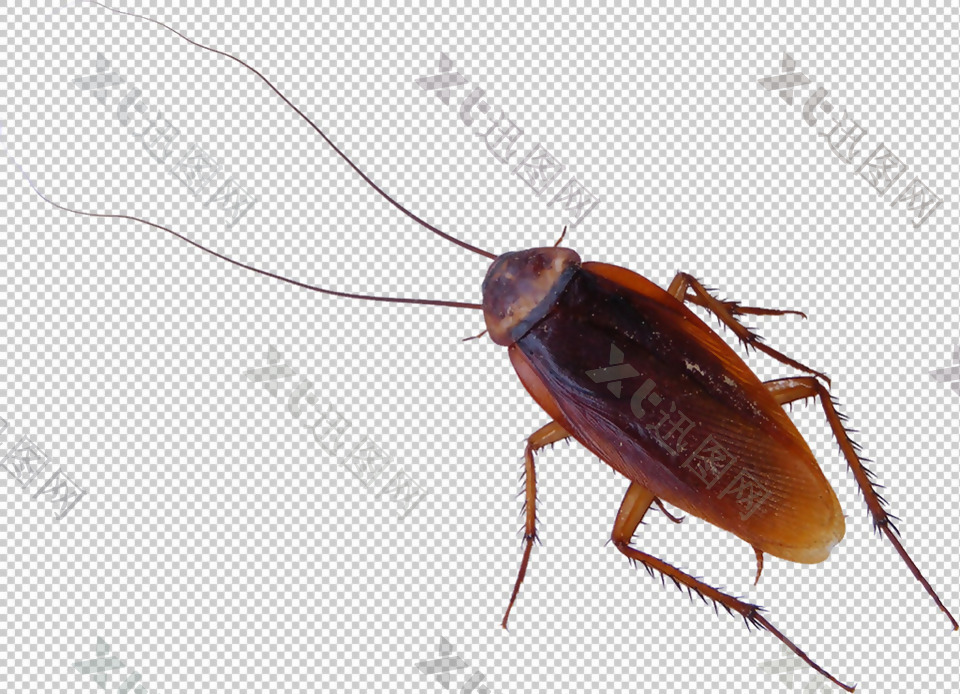 大蟑螂免抠png透明图层素材