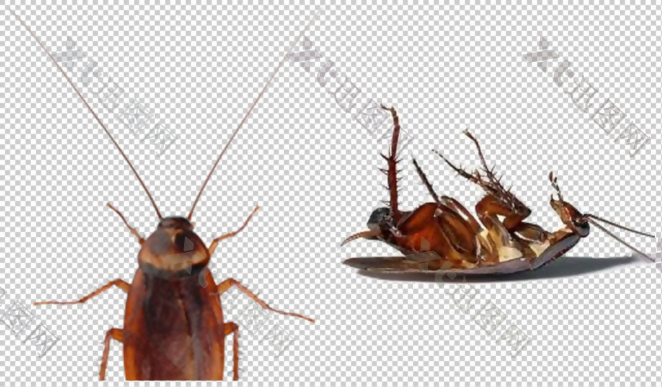 蟑螂高清图片免抠png透明图层素材
