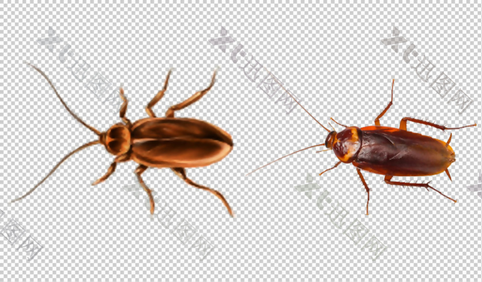 两只大蟑螂免抠png透明图层素材