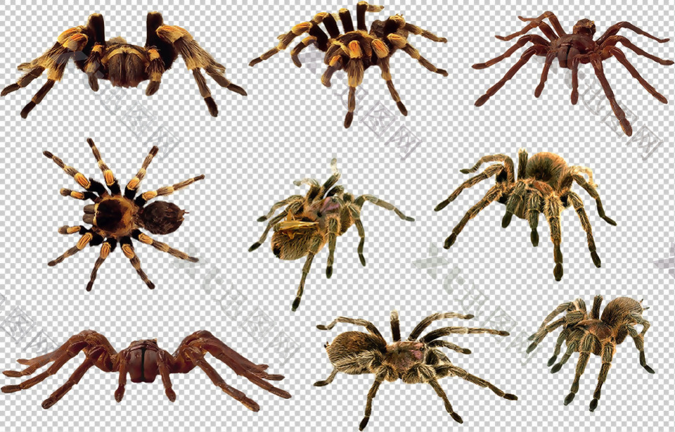各种蜘蛛图免抠png透明图层素材