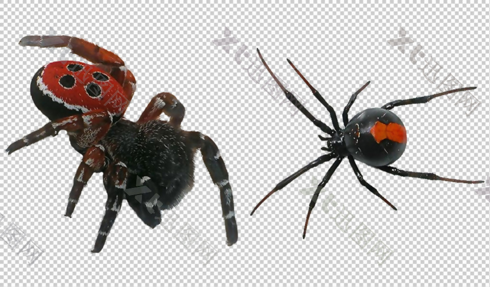 毒蜘蛛图免抠png透明图层素材