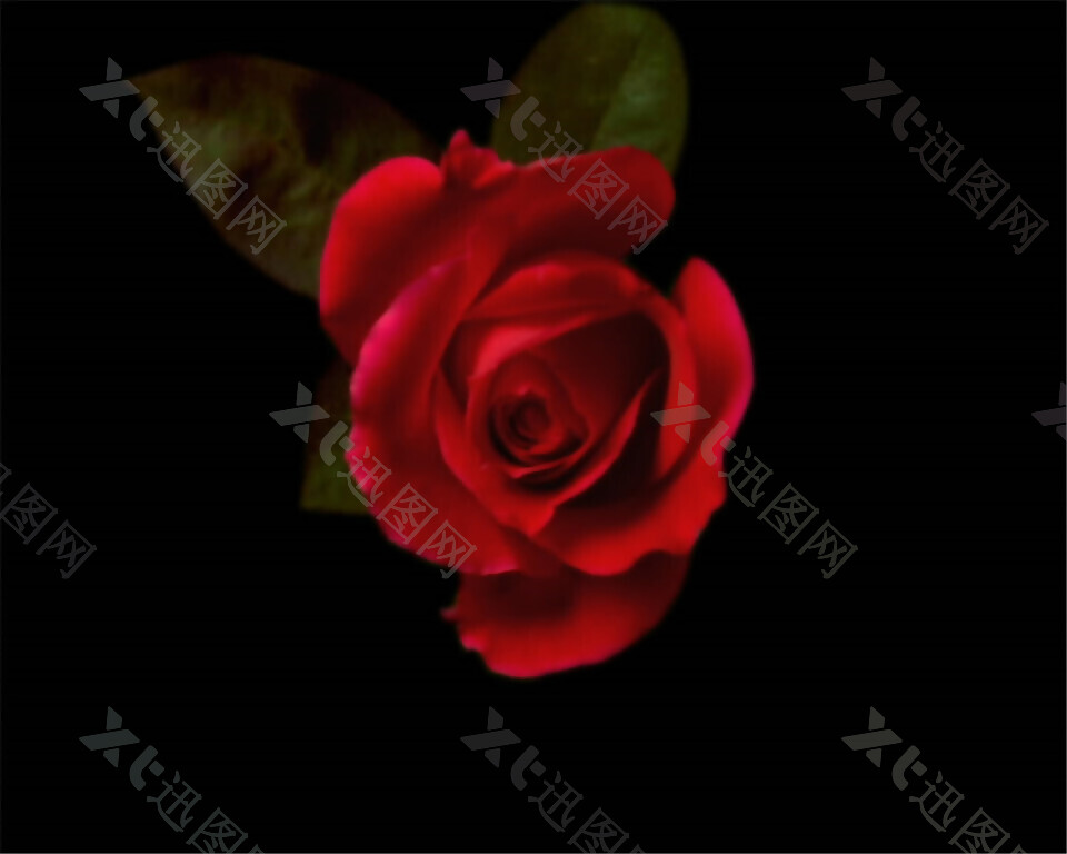 红色玫瑰花盛开过程动态效果mov视频素材