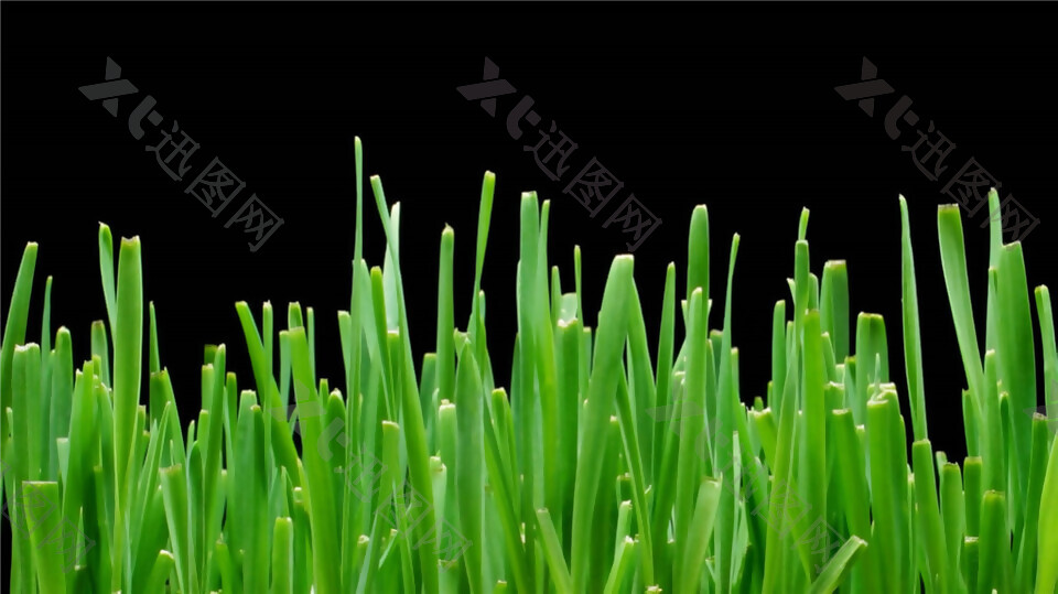 绿色的小草生长发芽过程动态mov视频素材