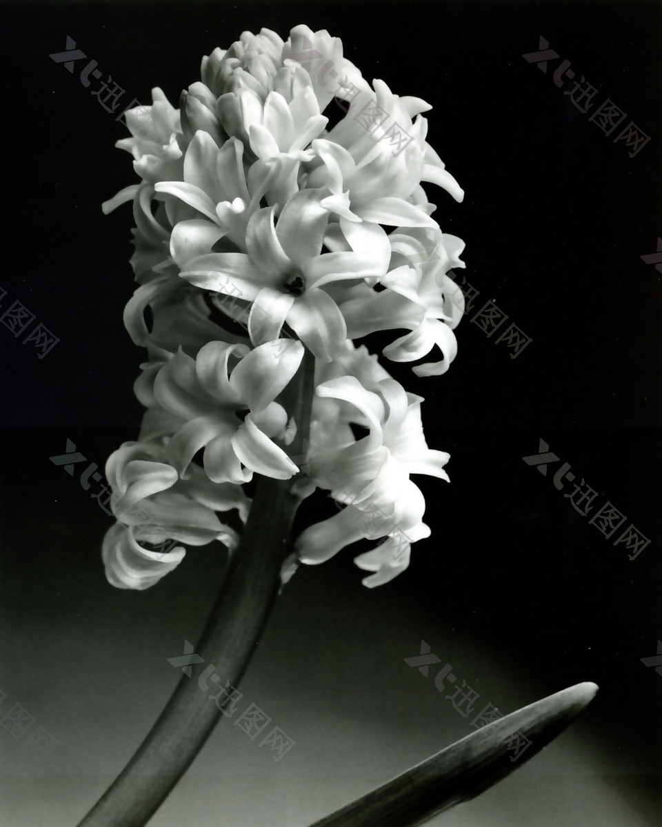 黑白画唯美花卉摄影装饰画
