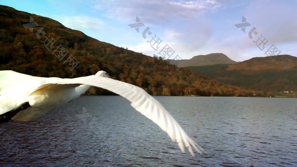 湖面上飞翔的大雁实拍素材