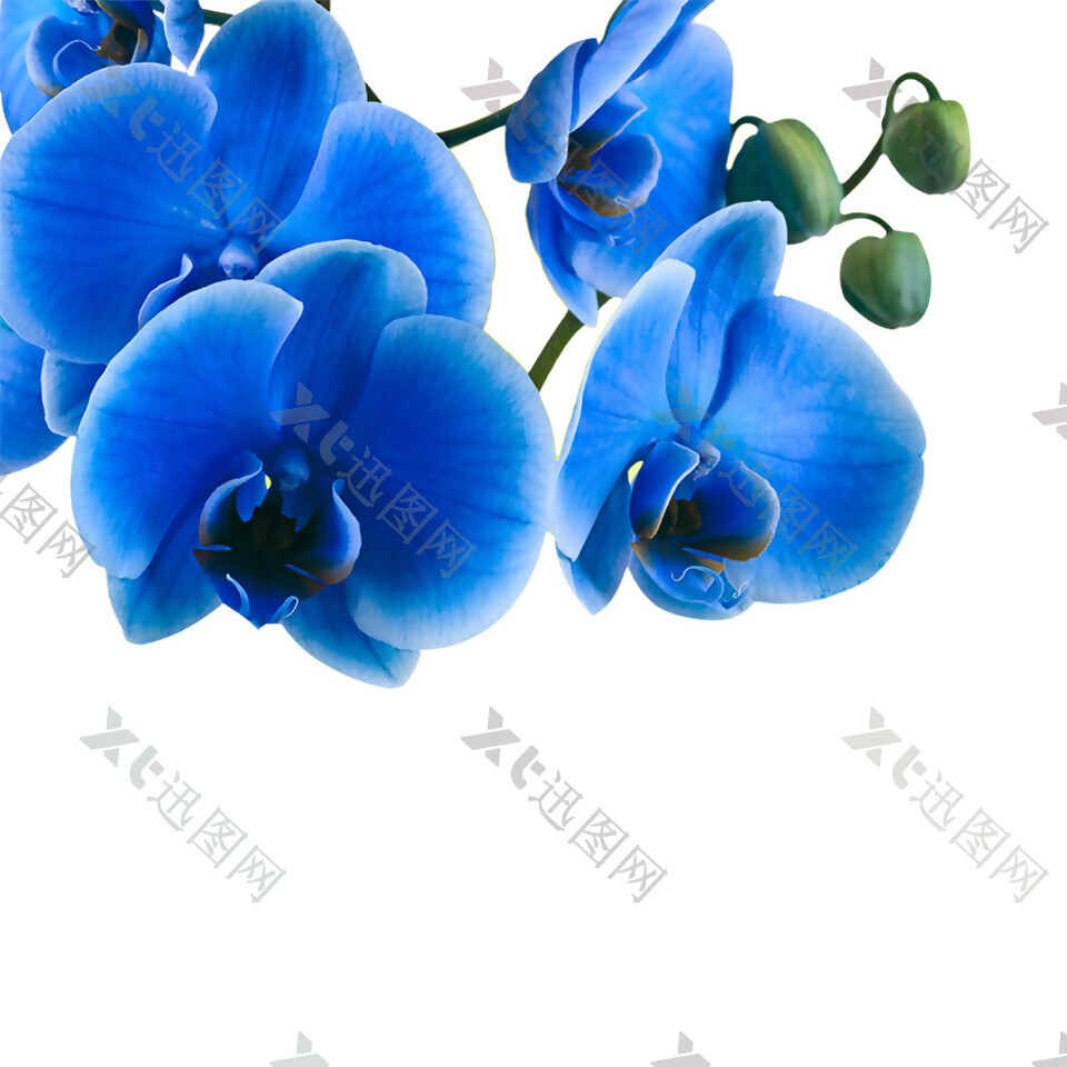 蓝色蝴蝶兰素材图片