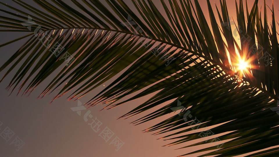 阳光穿过棕榈树
