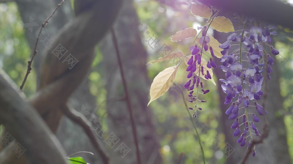 紫色的花4k