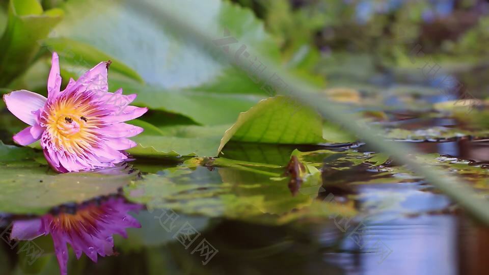 池塘中的花倒影