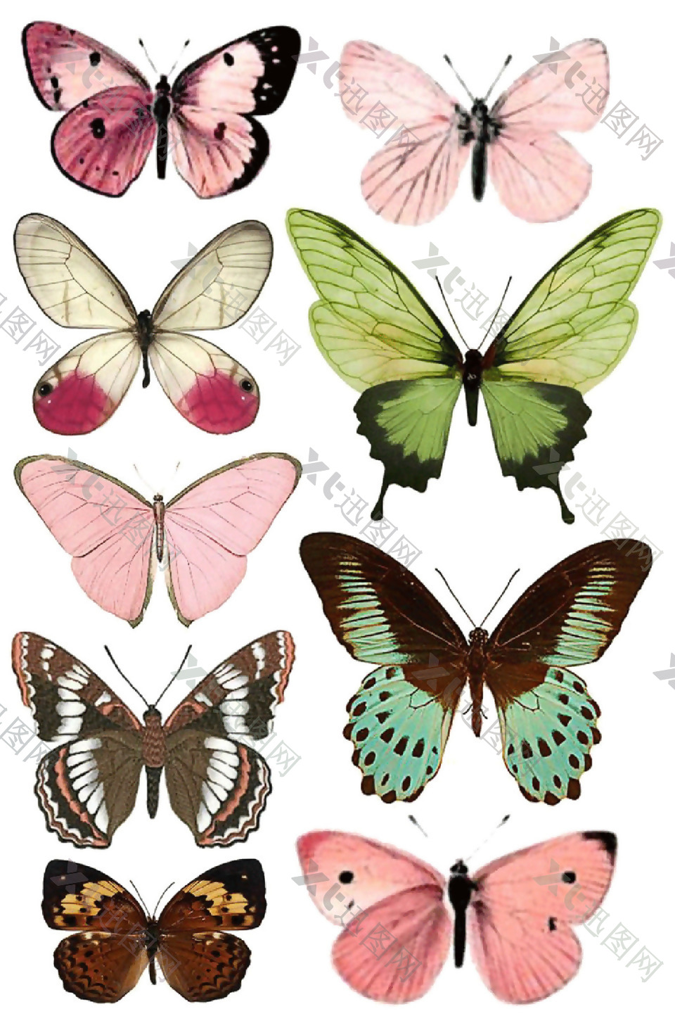 彩色蝴蝶集合图案