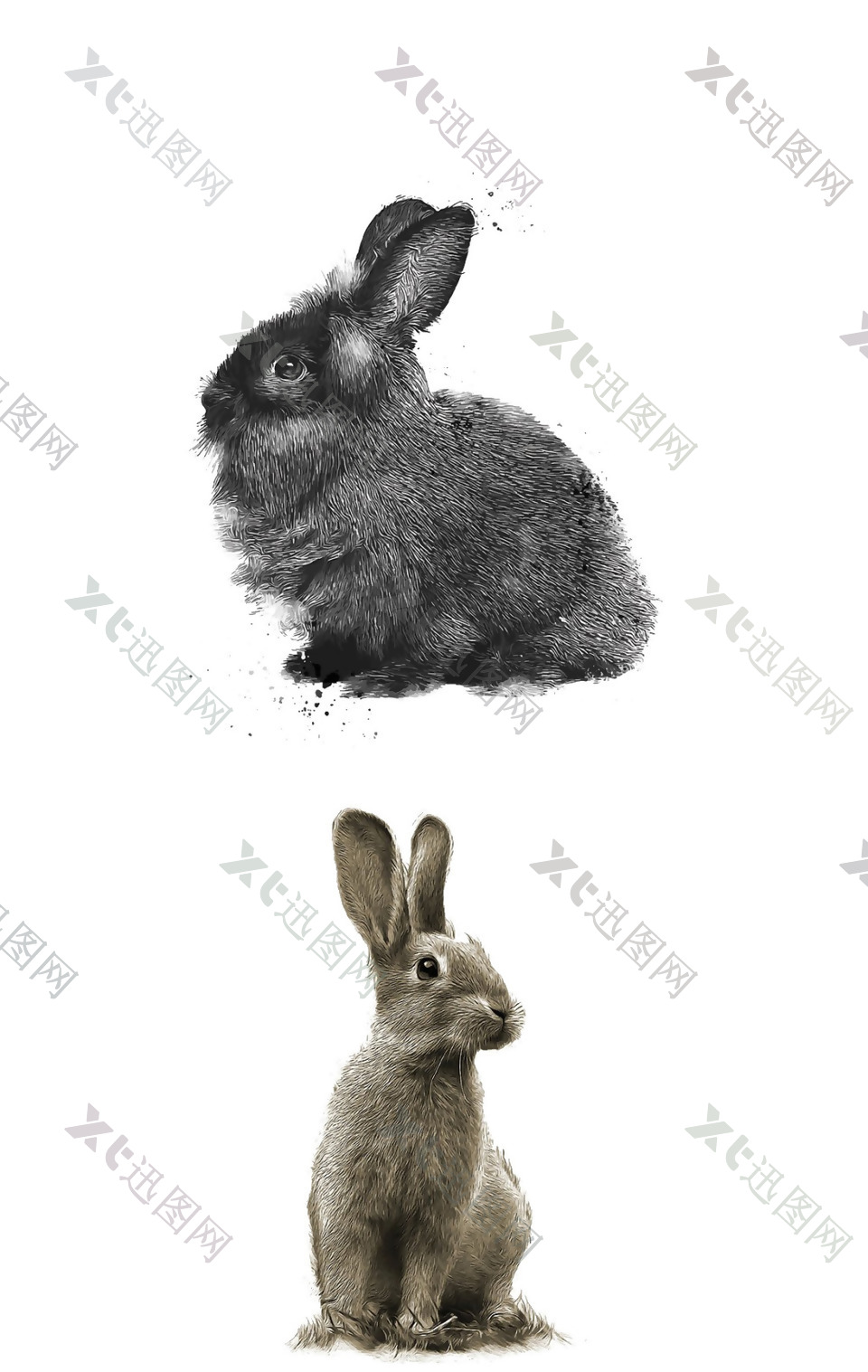 两只不同角度灰色可爱兔子