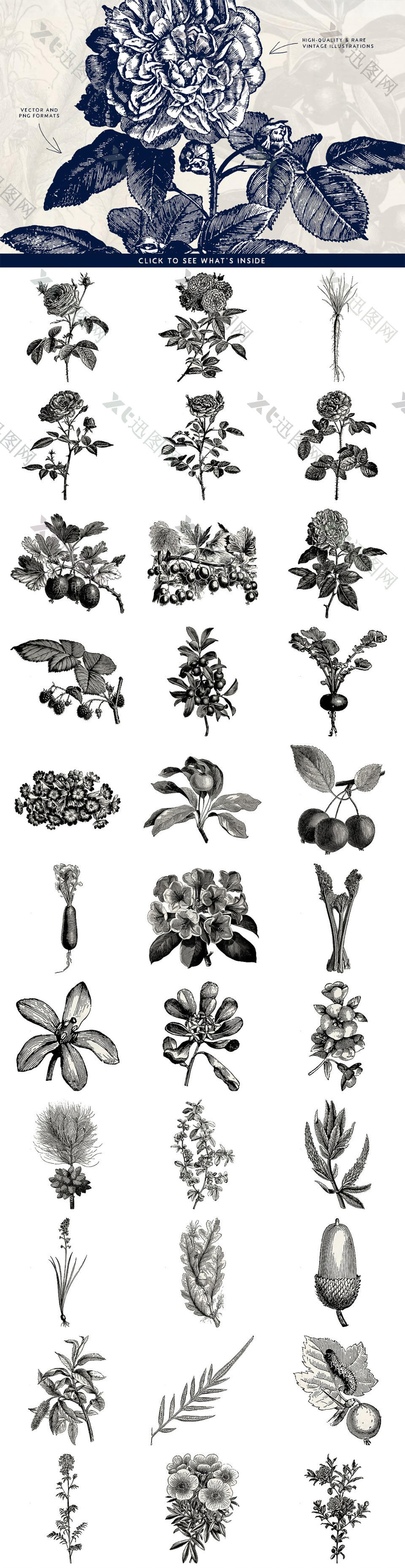 素描手绘黑白植物蔬菜水果插画