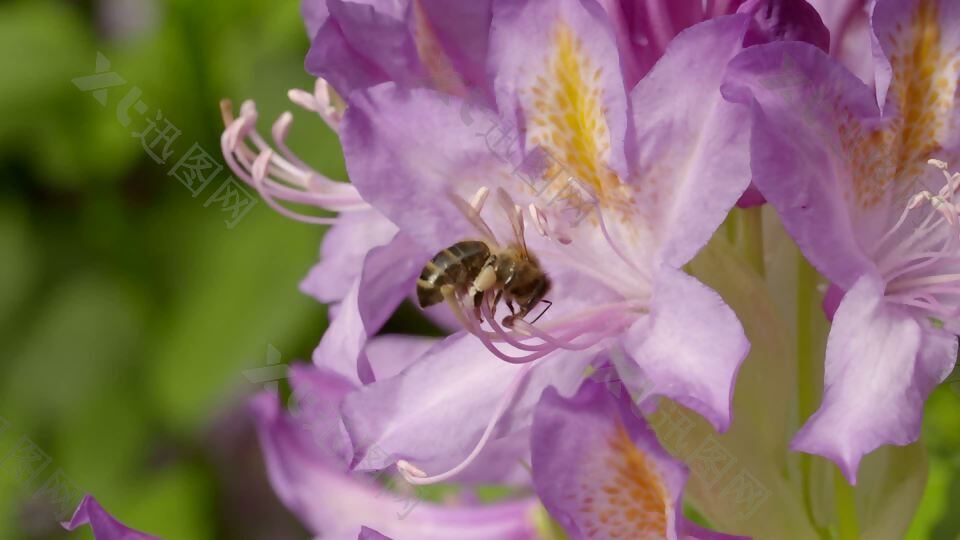 蜜蜂花4