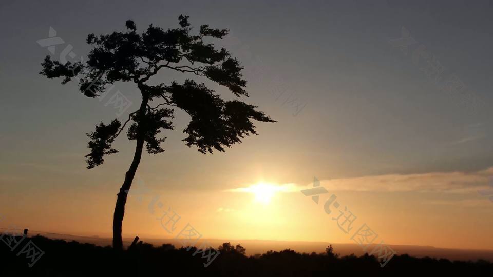 日落时分，孤独的树（4K）cc-by