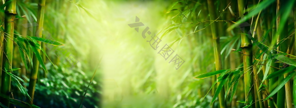 竹子banner背景图